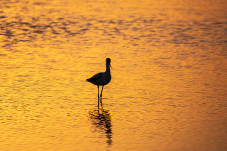 Water bird pied avocet, Recurvirostra avosetta, standing in the water in orange sunset light. The pied avocet is a large black and white wader with long, upturned beak and long, bluish legsの写真素材