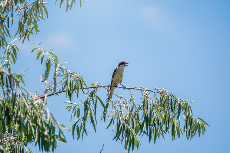 The great gray shrike, lat. Lanius excubitor, sitting on the branch with blue background. The great gray shrike is a large songbird species in the shrike familyの写真素材