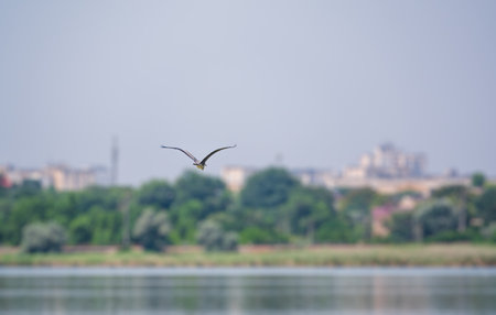 A graceful gray heron flying low over the surface of a lake. The gray heron, Ardea cinerea, is a long-legged predatory wading bird of the heron family,の写真素材