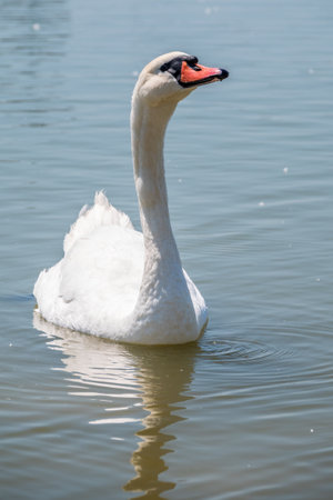 Graceful white Swan swimming in the lake, swans in the wild. Portrait of a white swan swimming on a lake. The mute swan, latin name Cygnus olor.の写真素材