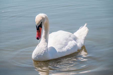 Graceful white Swan swimming in the lake, swans in the wild. Portrait of a white swan swimming on a lake. The mute swan, latin name Cygnus olor.の写真素材