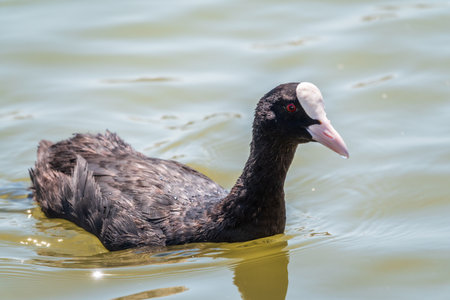 Water bird Eurasian coot, Fulica atra, swiming in shallow water. Eurasian croot also known as the common coot, or Australian coot, is a member of the rail and crake bird family, the Rallidaeの写真素材