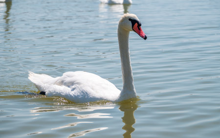 Graceful white Swan swimming in the lake, swans in the wild. Portrait of a white swan swimming on a lake. The mute swan, latin name Cygnus olor.の写真素材