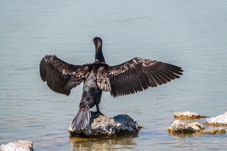 Great cormorant, Phalacrocorax carbo, sits on stone and dries its wings on the wind. The great cormorant, Phalacrocorax carbo, known as the great black cormorant, or the black shag.の写真素材