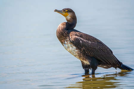 Great cormorant, Phalacrocorax carbo, standing in water on the sea shore. The great cormorant, Phalacrocorax carbo, known as the great black cormorant, or the black shag.の写真素材
