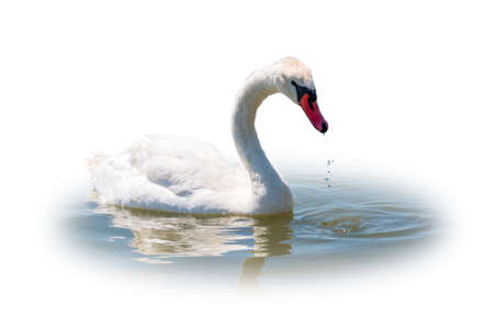 Graceful white Swan swimming in the lake, isolated on white background. Portrait of a white swan swimming on a lake. The mute swan, latin name Cygnus olor.の写真素材