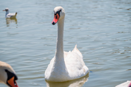 Graceful white Swan swimming in the lake, swans in the wild. Portrait of a white swan swimming on a lake. The mute swan, latin name Cygnus olor.の写真素材