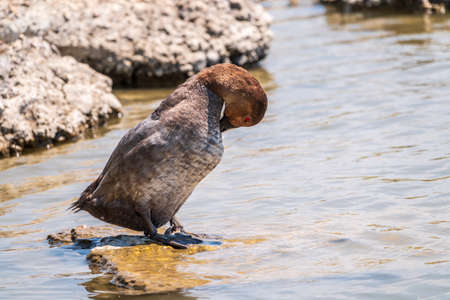 Beautiful duck with orange head, Common pochard male, Aythya ferina, standing on a lake shore. The common pochard is a medium-sized diving duck.の写真素材