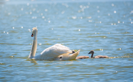 A female mute swan, Cygnus olor, swimming on a lake with its new born baby cygnets. White swan and its chicks. Mute swan protects its small offspring. Gray, fluffy new born baby cygnets.の写真素材