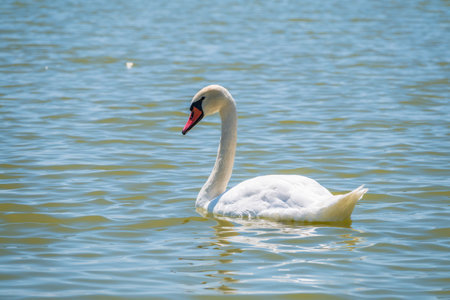 Graceful white Swan swimming in the lake, swans in the wild. Portrait of a white swan swimming on a lake. The mute swan, latin name Cygnus olor.の写真素材