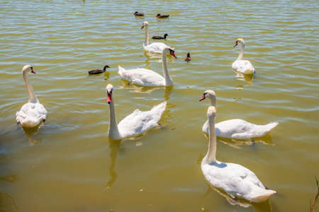 A large flock of graceful white swans swims in the lake., Swans in the wild. The mute swan, latin name Cygnus olor.の写真素材