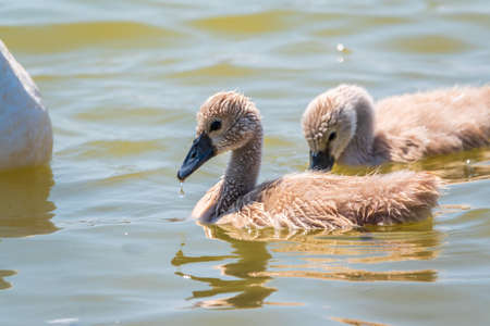 Beautiful baby cygnet mute swan fluffy gray and white chicks. Springtime new born wild swans birds in pond. Young swans swmming in a lake. The beautiful fluffy, soft and gray cygnets look adorable.の写真素材