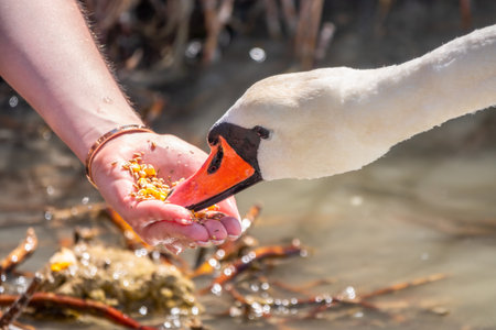 Girl feeding a mute swan in a lake from hand. Mute swan near the lake shore. Birds are not afraid of peopleの写真素材