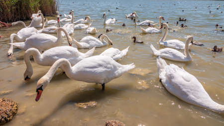 A large flock of graceful white swans swims in the lake., Swans in the wild. The mute swan, latin name Cygnus olor.の写真素材