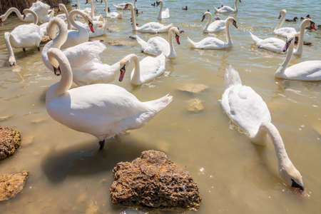 A large flock of graceful white swans swims in the lake., Swans in the wild. The mute swan, latin name Cygnus olor.の写真素材