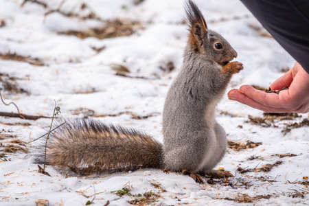 Squirrel in the winter eating nuts from a man's hand. Caring for animals in winter or autumn. Eurasian red squirrel, Sciurus vulgarisの写真素材