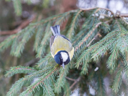 Cute bird Great tit, songbird sitting on the nice fir branch. Parus majorの写真素材