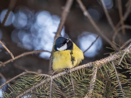 Cute bird Great tit, songbird sitting on the nice fir branch. Parus majorの写真素材