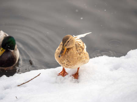 Yellow colored Mallard female Duck on the white snow background. Animal polymorphism. Portrait of a female of duck on the snow. Mallard, lat. Anas platyrhynchos, femaleの写真素材