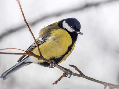 Cute bird Great tit, songbird sitting on a branch without leaves in the autumn or winter. Parus majorの写真素材