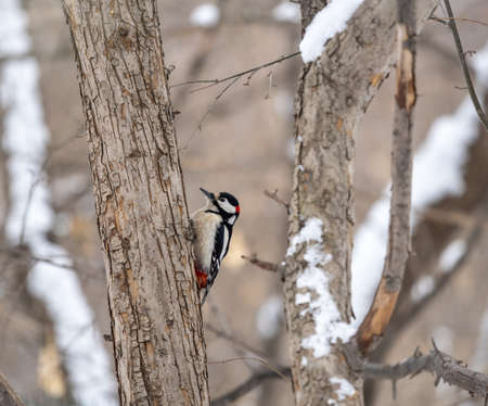 Little woodpecker sits on a tree trunk. A woodpecker obtains food on a large tree with snow in winter The great spotted woodpecker, Dendrocopos majorの写真素材