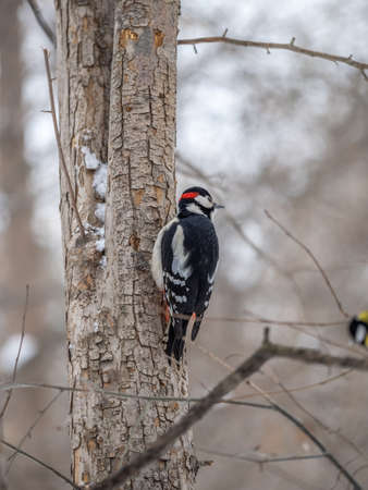 Little woodpecker sits on a tree trunk. A woodpecker obtains food on a large tree with snow in winter The great spotted woodpecker, Dendrocopos majorの写真素材