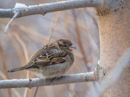 Sparrow sits on a branch without leaves. Sparrow on a branch in the autumn or winterの写真素材