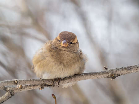 Sparrow sits on a branch without leaves. Sparrow on a branch in the autumn or winterの写真素材