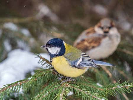 Cute bird Great tit, songbird sitting on the fir branch with snow in winter. Parus majorの写真素材