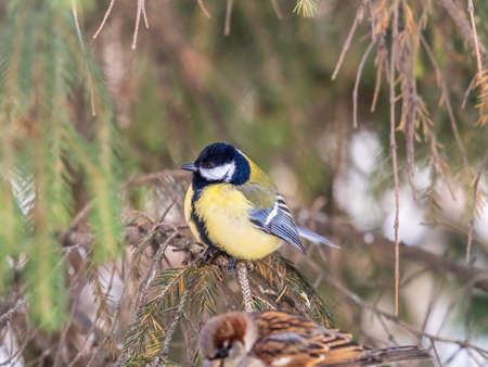 Cute bird Great tit, songbird sitting on the fir branch with snow in winter. Parus majorの写真素材