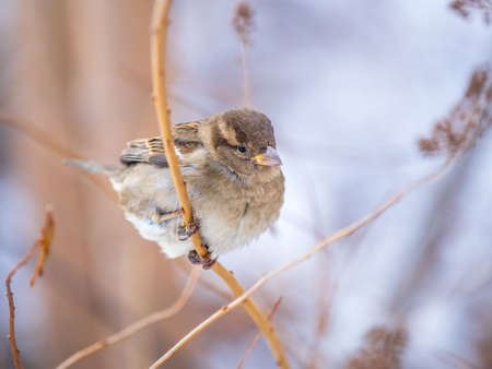 Sparrow sits on a branch without leaves. Sparrow on a branch in the autumn or winterの写真素材