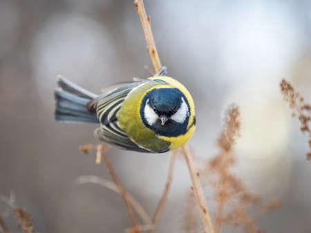 Cute bird Great tit, songbird sitting on a branch without leaves in the autumn or winter. Parus majorの写真素材