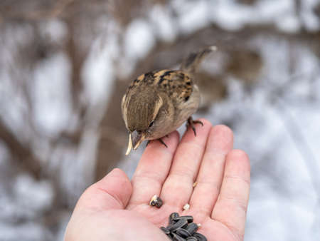 Sparrow eats seeds from a man's hand. A Sparrow bird sitting on the hand and eating nuts.の写真素材