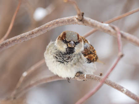 Sparrow sits on a branch without leaves. Sparrow on a branch in the autumn or winterの写真素材