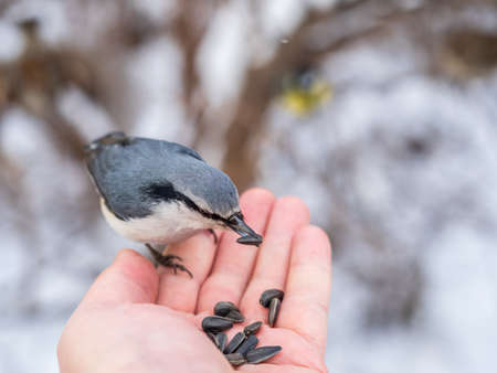 The Eurasian nuthatch eats seeds from a man's hand. Hungry bird wood nuthatch eating seeds from a hand during winter or autumn. Caring for animals in winter or autumn.の写真素材