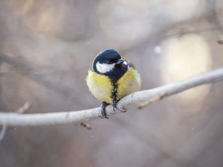 Cute bird Great tit, songbird sitting on a branch without leaves in the autumn or winter. Parus majorの写真素材