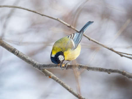 Cute bird Great tit, songbird sitting on a branch without leaves in the autumn or winter. Parus majorの写真素材