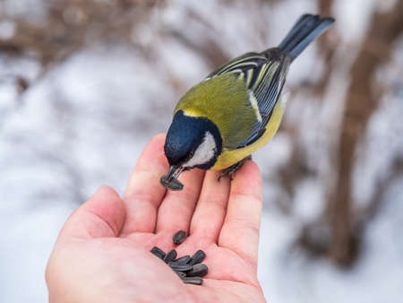 A tit sits on a man's hand and eats seeds. Taking care of birds in winter.の写真素材