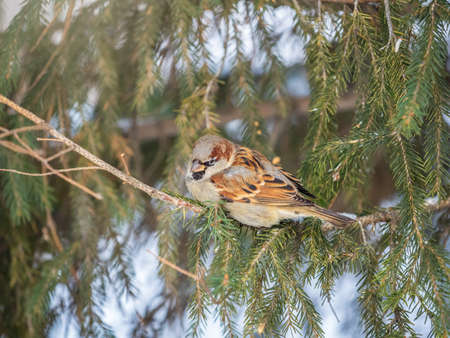 Sparrow sits on a fir branch in the sunset light. Sparrow on a branch in the autumn or winterの写真素材