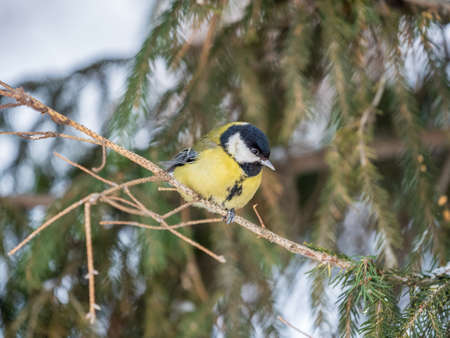 Cute bird Great tit, songbird sitting on the nice fir branch. Parus majorの写真素材