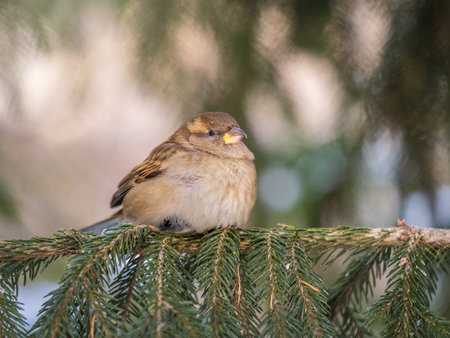 Sparrow sits on a fir branch in the sunset light. Sparrow on a branch in the autumn or winterの写真素材