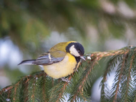 Cute bird Great tit, songbird sitting on the nice fir branch. Parus majorの写真素材