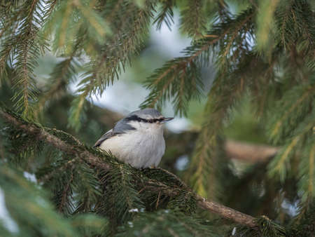 Eurasian nuthatch or wood nuthatch, lat. Sitta europaea, sitting on the fir branch in the forest. Gray and Orange colored small bird with a black eyestripe.の写真素材