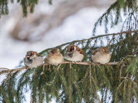 Three Sparrows sits on a fir branch. Sparrows on a branch in the autumn or winterの写真素材