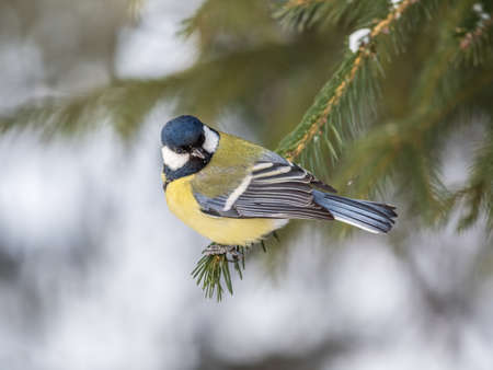 Cute bird Great tit, songbird sitting on the nice fir branch. Parus majorの写真素材