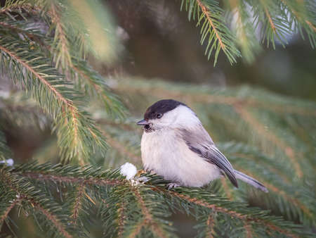 Cute bird The willow tit, song bird sitting on the fir branch. Willow tit perching on tree in winter. The willow tit, lat. Poecile montanus.の写真素材