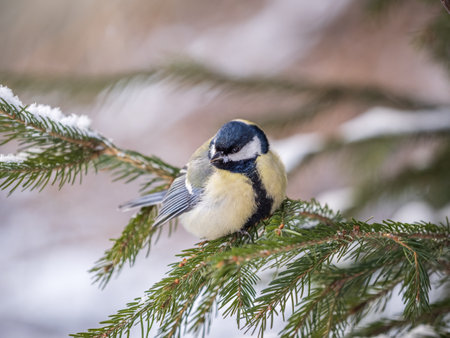 Cute bird Great tit, songbird sitting on the fir branch with snow in winter. Parus majorの写真素材