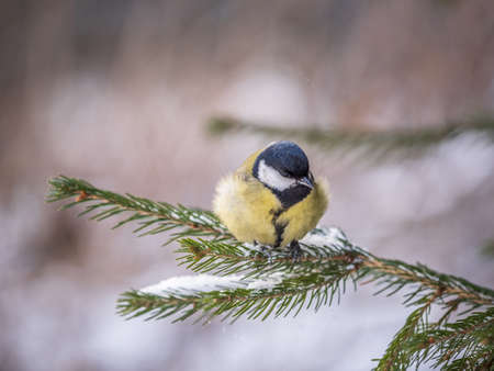 Cute bird Great tit, songbird sitting on the fir branch with snow in winter. Parus majorの写真素材