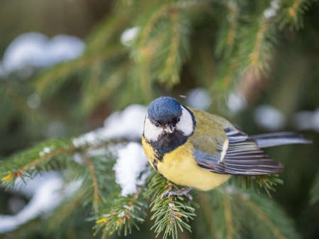 Cute bird Great tit, songbird sitting on the fir branch with snow in winter. Parus majorの写真素材
