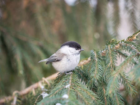 Cute bird the willow tit, song bird sitting on the fir branch with snow in winter. Willow tit perching on tree in winter. The willow tit, lat. Poecile montanus.の写真素材
